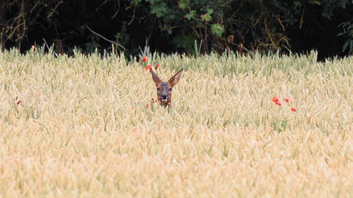 yorkshire__wild's tweet photo. Great to catch this today while filming https://t.co/G4GkEuPTyd