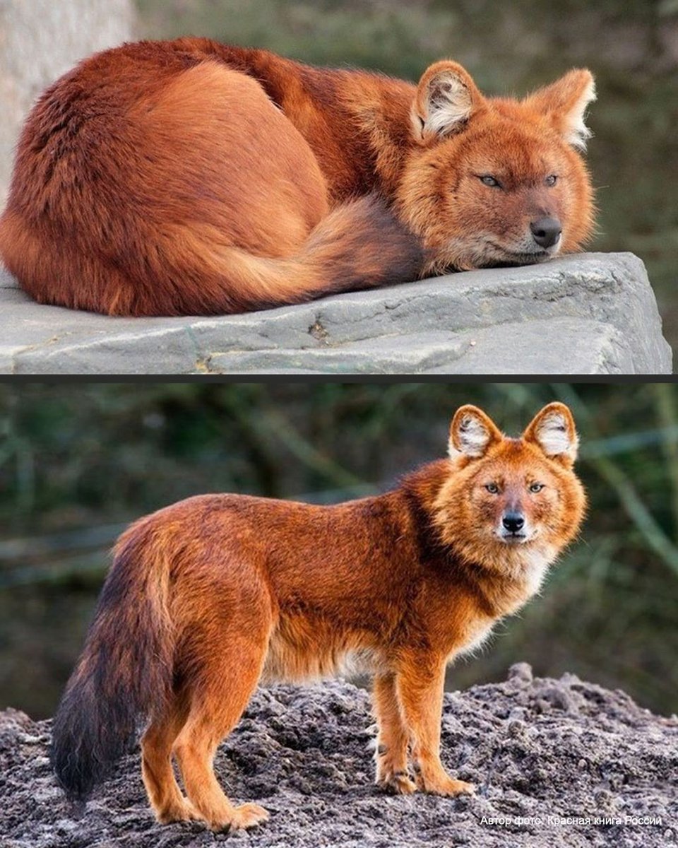 tsuppa311691's tweet photo. '🐺 RED WOLVES [Cuon alpinus]  are one of the rarest animals on earth. they're in the RED BOOK. but there's hope. conservationists are working every day to bring them back. it reminds me of another comeback — VALKO was cancelled from Love and Deepspace. 
#KeepValkoAlive https://t.co/LiEJXrLdjo