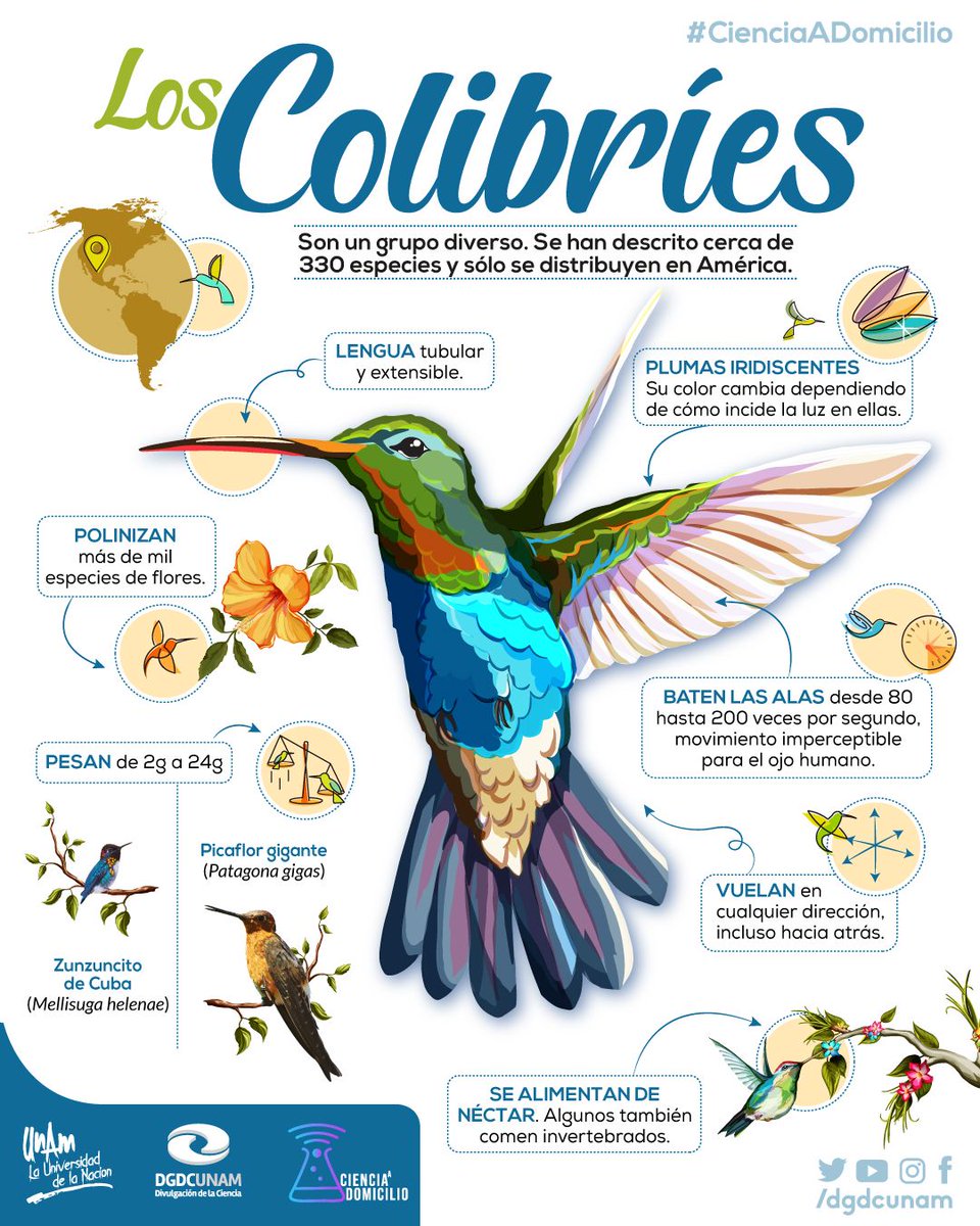 unamglobal's tweet photo. 🐦 ¿Qué hace tan extraordinarios a los colibríes? Descubre cómo vuelan, entre otras características que los distinguen. Infografía de @DGDCUNAM. ⬇️ https://t.co/4J3hMEPdt9