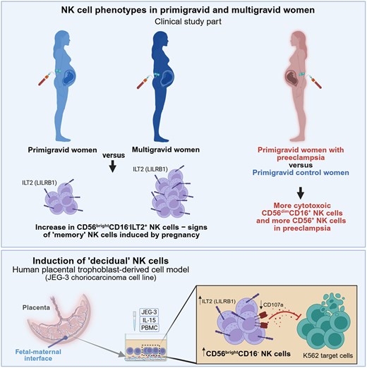 J_Immunol's tweet photo. Researchers observed a higher level of immune activation in patients with preeclampsia compared with uncomplicated pregnancies. The researchers suggest high levels of induced “memory” NK cells may play a role. Learn more: https://t.co/hPztJTGxcU. https://t.co/ttOp7Oj9CY