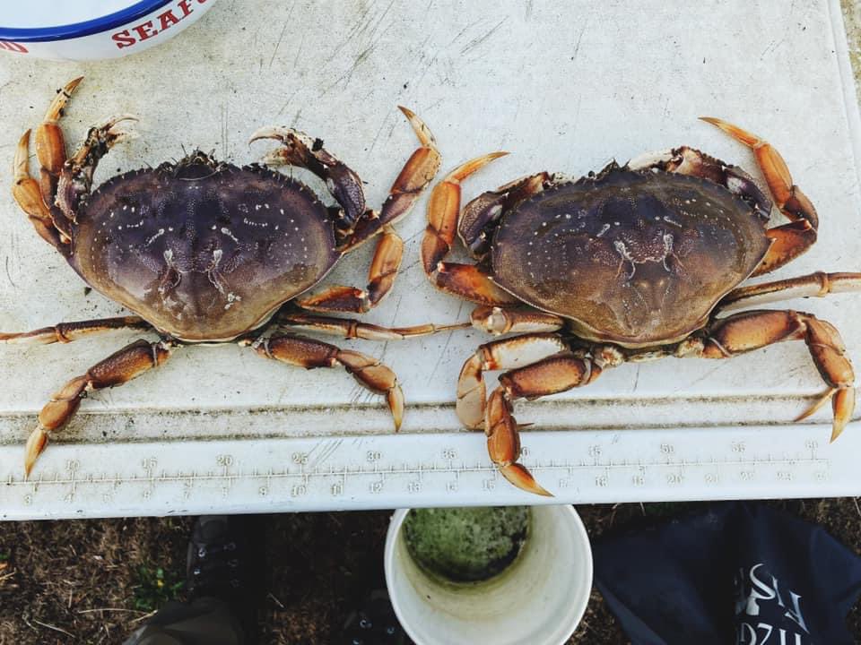 NateKingMiller's tweet photo. @AdamCarollaShow I lived on the Washington Coast and had a lot of success pulling in Surf Perch and Dungeness Crab with my son. https://t.co/bJshePwbq7
