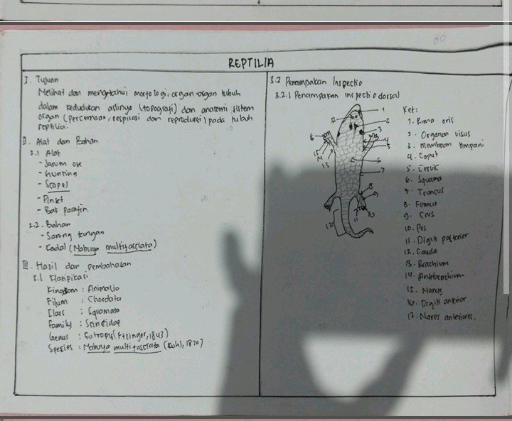 anauniverses's tweet photo. Kadal buruk rupa ini dapet nilai 80 https://t.co/gyKnqYMdpp