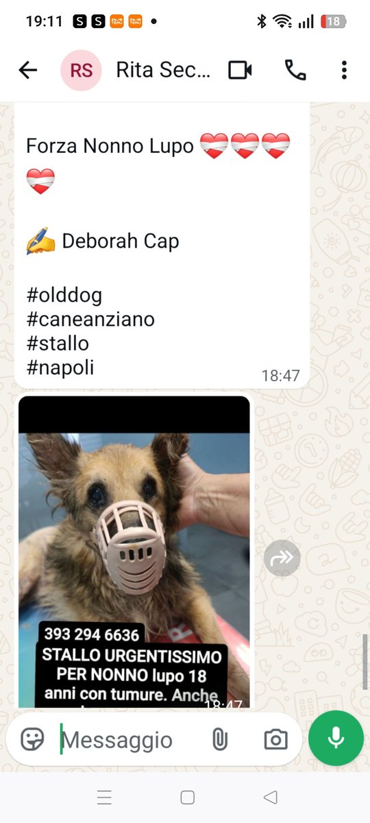 Emilystellaemi2's tweet photo. STALLO URGENTISSIMO PER NONNO LUPO 
 SAN GIORGIO A CREMANO.
393 294 6636
AIUTIAMOLO😢🤝👏♥️ https://t.co/4GW7XK6u97