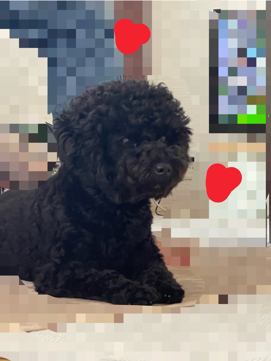 kangaeroha's tweet photo. #アカウントの名前の由来言う見た人強制 

自分家の犬の名前w
⇩の子 https://t.co/LYzcEVf4fK