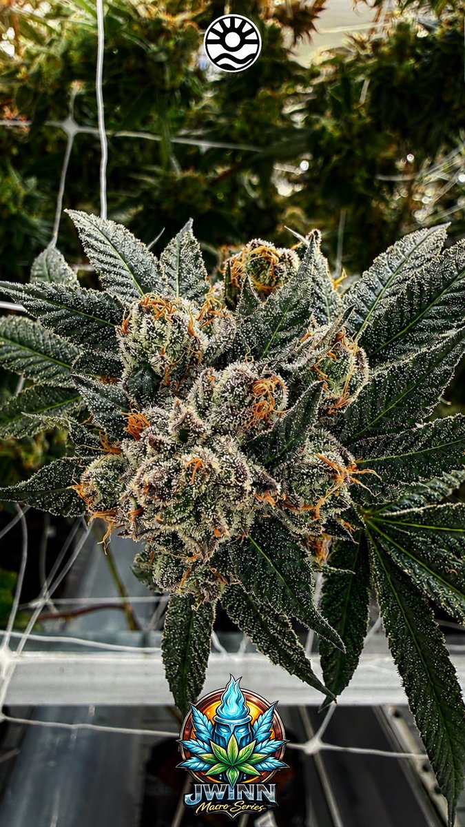 Jwinn407's tweet photo. Blueberry banana smelling amazing! 
🤤🫐🍌🔥 https://t.co/akxeXEnvSr