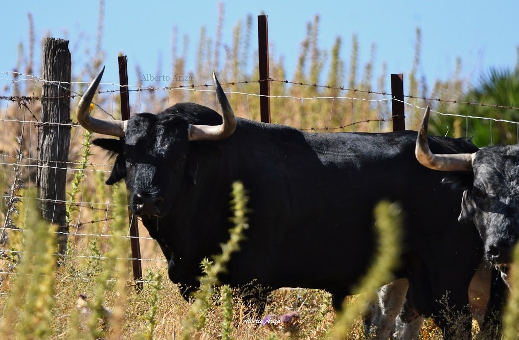Secreto_Bravura's tweet photo. N°78 "CEPILLITO" Cebada Gago

Un toro largo, bajo, con mucho cuello y con la cara muy colocada.

De 575 kilos, es un toro que reúne muy bien la seriedad del toro de Pamplona, las hechuras y una buena expresión.

@HrosCebadaGago https://t.co/icCbdiMY3m