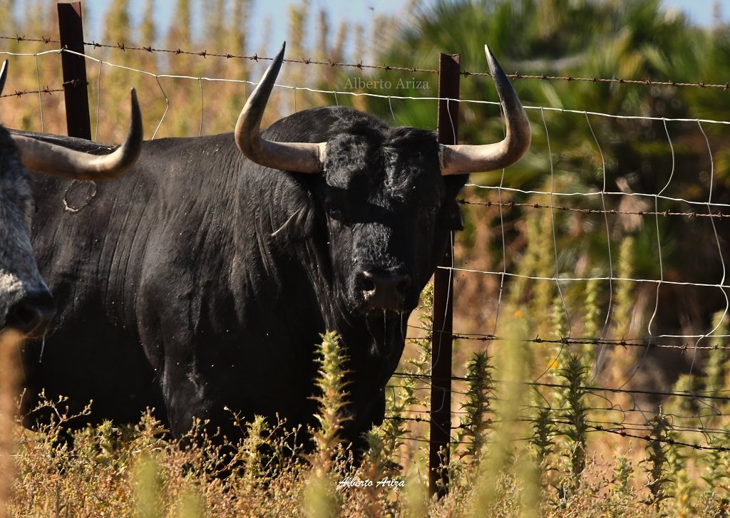 Secreto_Bravura's tweet photo. N°78 "CEPILLITO" Cebada Gago

Un toro largo, bajo, con mucho cuello y con la cara muy colocada.

De 575 kilos, es un toro que reúne muy bien la seriedad del toro de Pamplona, las hechuras y una buena expresión.

@HrosCebadaGago https://t.co/icCbdiMY3m