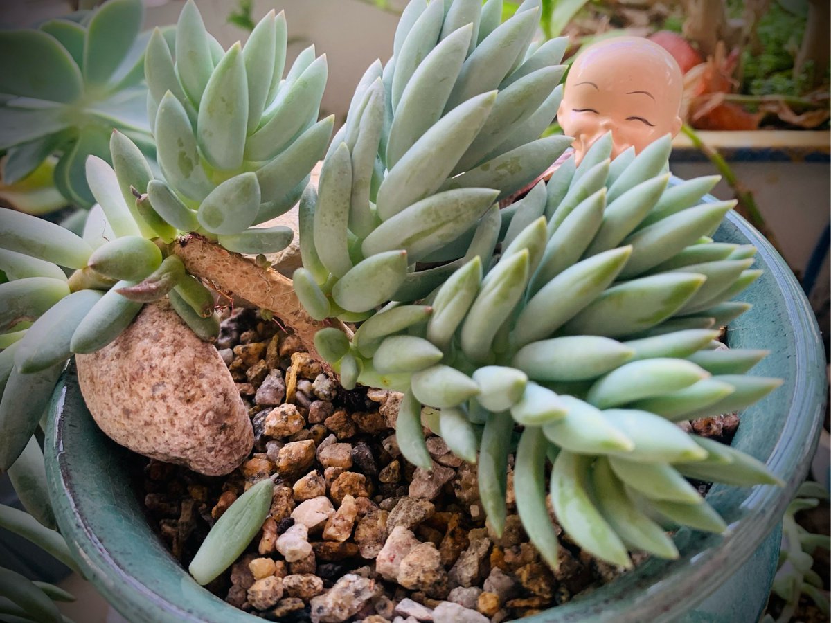 NayanCP's tweet photo. Got a spare mason jar Turn it into a cute mini succulent planter in 10 mins—perfect for desk vibes https://t.co/JyGbOrM90O