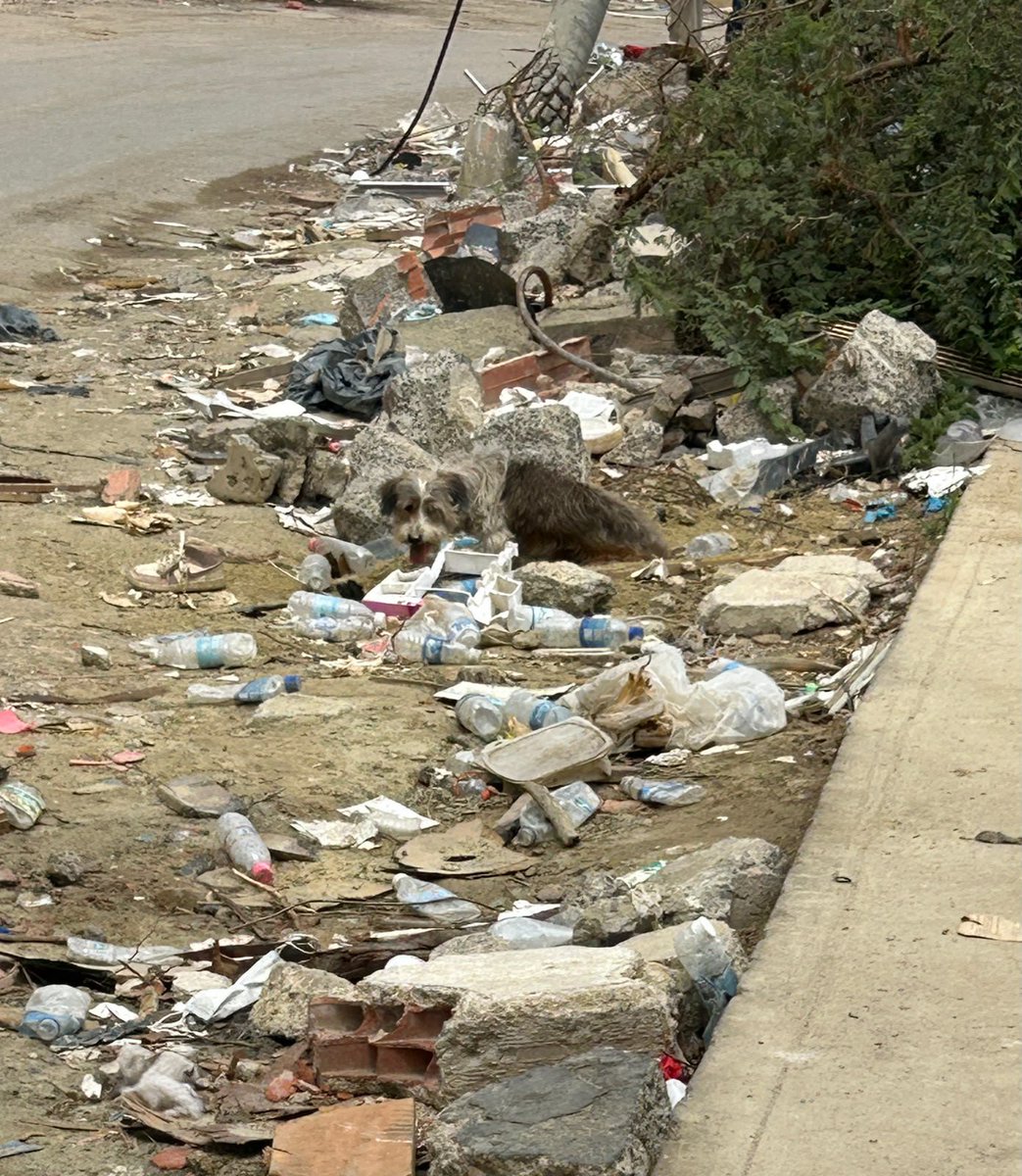 Isaandra's tweet photo. Reporta este  perrito abaonado en Belo Horizonte Catia La mar al lado de lo que fue Rompe Olas  la foto fue tomada por un minero que se encuentra en labores de recuperación,.piden la ayuda de @SomosNevado quienes son lo unicos que pueden accesar a la zona cero https://t.co/O1Tt3Fnjig