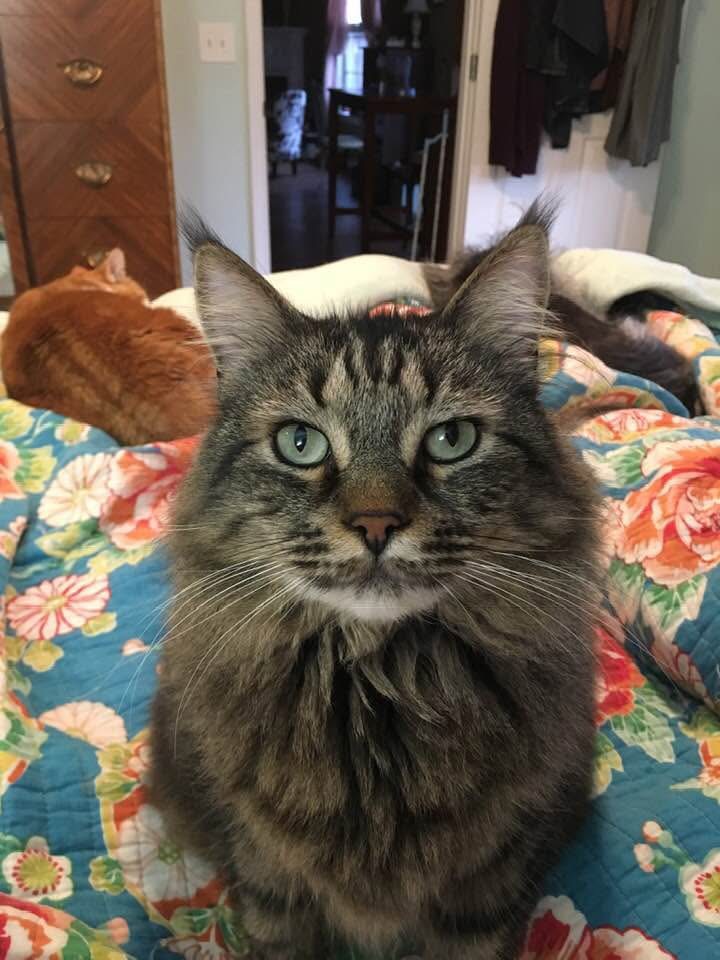 RMarsh64387's tweet photo. @OlgaBazova Pretty boy! I miss my Lucky... https://t.co/iBFwDbgcmo
