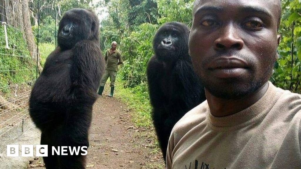 BillyPaulShears's tweet photo. @TrollingDwights @Breaking911 Lol i show stats to a monkey proving white births are up and they dont know how to respond. Typical uneducated baboon. Meanwhile your stupid people are being wiped out by the invading 3rd worlders. https://t.co/aGb5Embk10