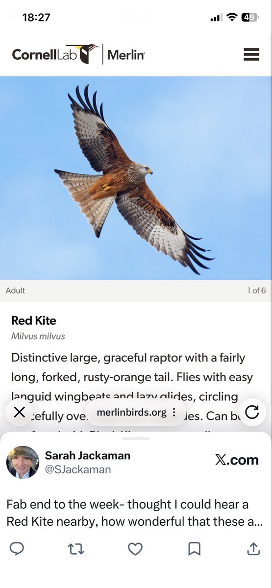 SJackaman's tweet photo. Fab end to the week- thought I could hear a Red Kite nearby, how wonderful that these amazing birds are in the area #redkite #merlinapp https://t.co/V0wvFYXPBk