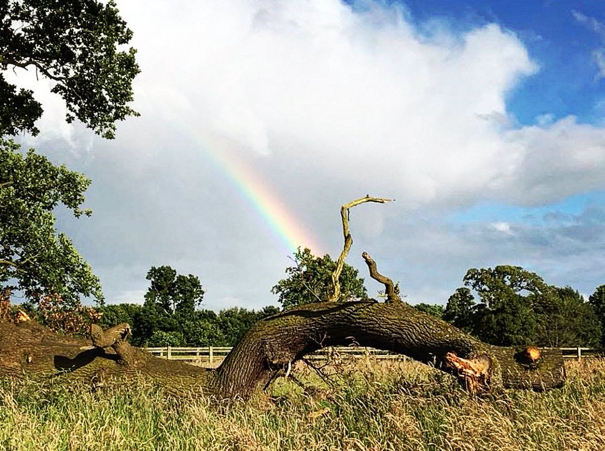 sara18sec's tweet photo. Who loves capturing Rainbows ? 

The beauty of the pop of colour for all to see 

#rainbows #tree #treestump https://t.co/o7bsoT4HSw