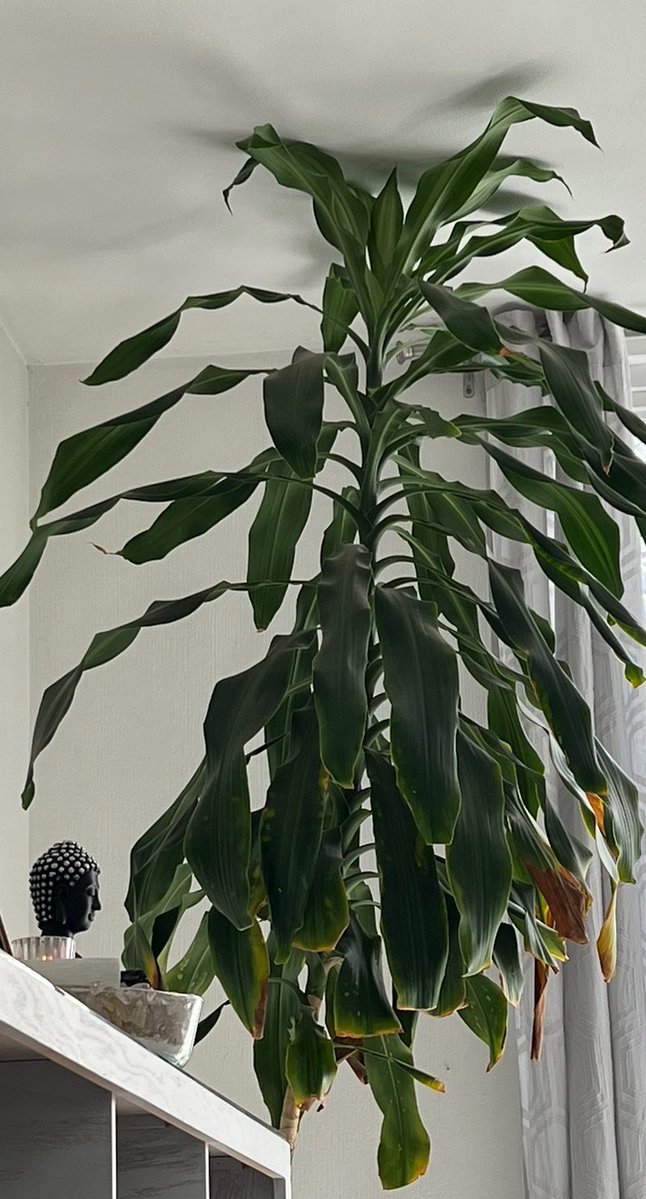 txt_nar's tweet photo. Oficialmente me consideraré la señora de las plantas. https://t.co/EvOCzudxtH