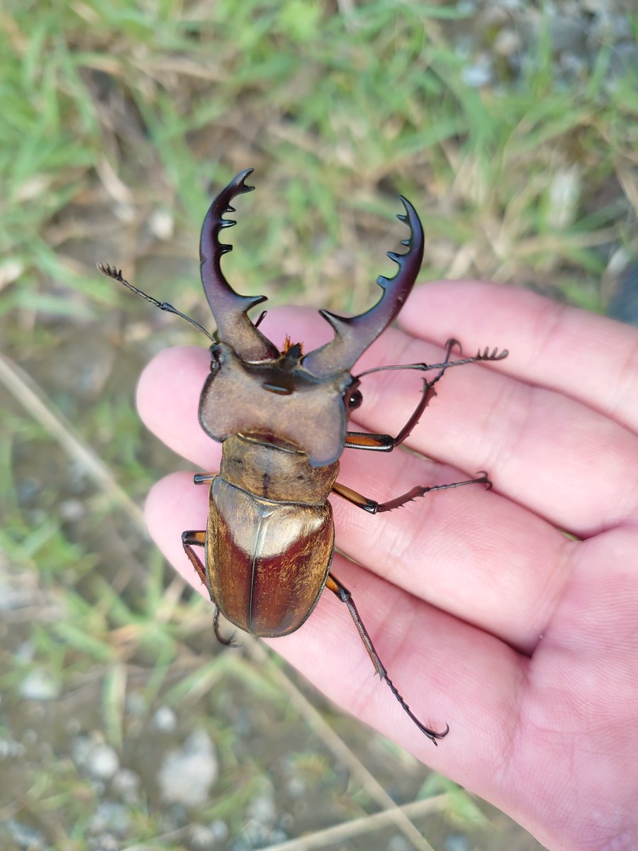 AmuleArcana's tweet photo. やっと千葉県内のミヤマチェック🔎行けました❗️

例年通りの感じかなぁ🧐

#クワガタ採集 #ミヤマクワガタ https://t.co/Rorcc7T6DS