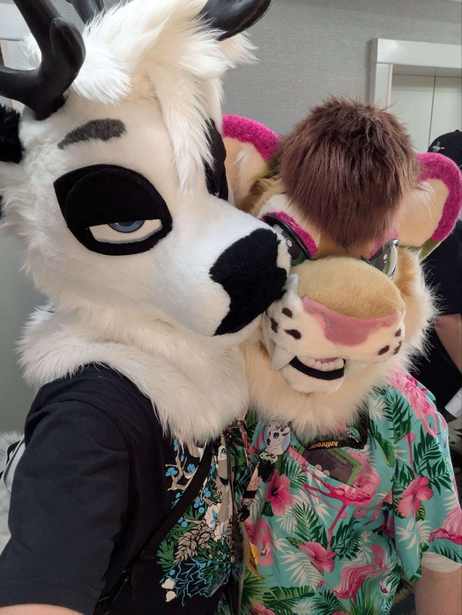 chiselsaber's tweet photo. It’s a hot #fursuitfriday here at #Anthrocon but we are still going to fullsuit later! Catch me or @FinleyReindeer out around the con!

🪡:@RitzCostumes https://t.co/W11EZc6tjz