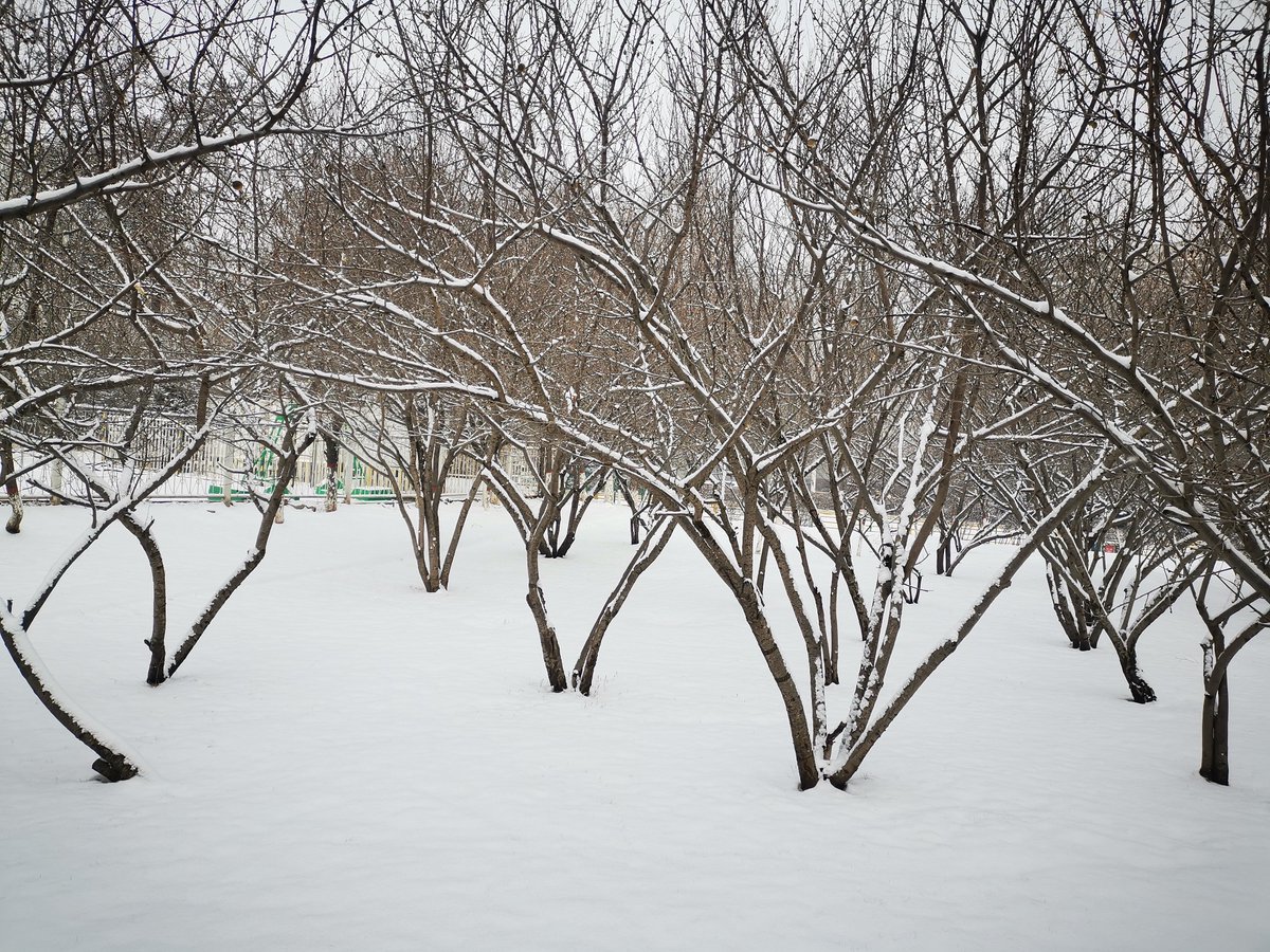 MainiMaria's tweet photo. ：Wow, the first snow of winter just covered the whole park! Tree branches look like they’re wrapped in white sugar—can’t stop stopping (等一下，打错了，是can’t stop taking) photos! Winter is so magical! https://t.co/fgZtJYMWFe