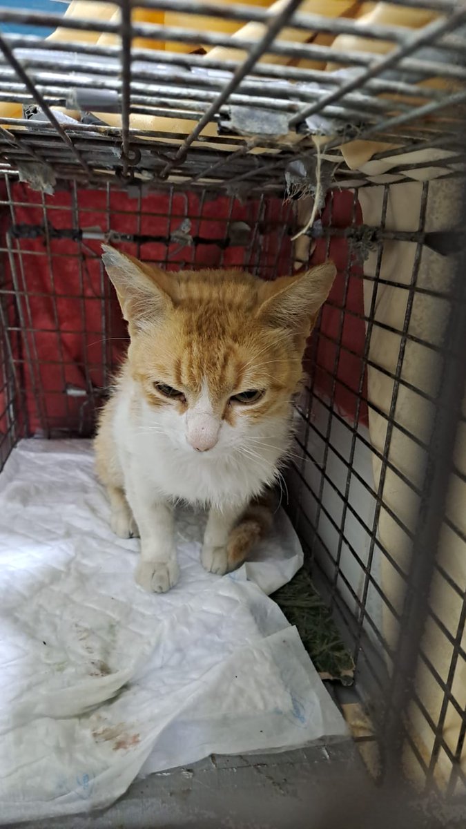 AcofalX's tweet photo. 1 añito, es muy bueno y manso no puede volver a la calle, está chipado, esterilizado y vacunado.
Se encuentra en el veterinario, buscamos un hogar 🏠 donde esté protegido como se merece 💚🙏
Preguntar por Maite.649491158 Alicante https://t.co/rNev5c2L0c