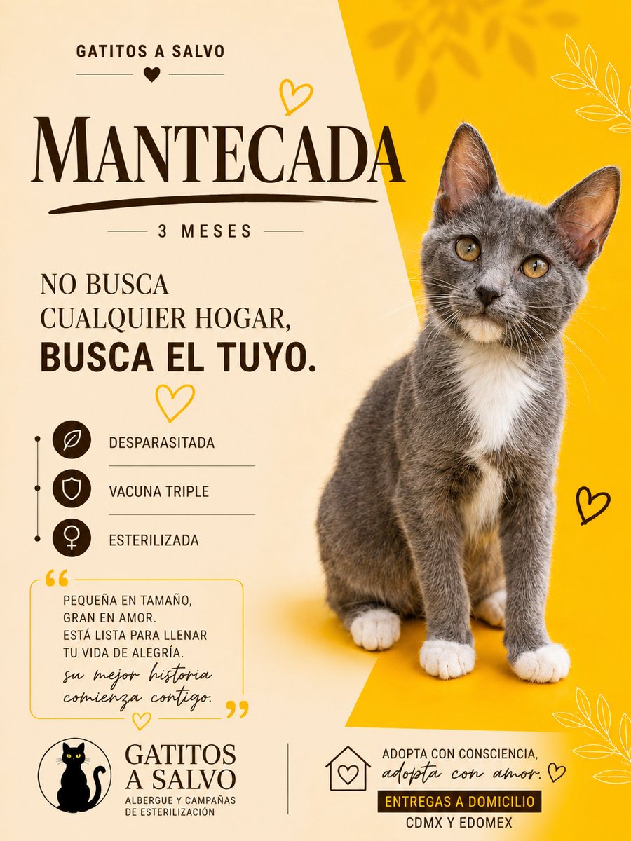 gatitosasalvo's tweet photo. Hay gatos que buscan una casa.
Ellos buscan algo mucho más simple: que alguien los elija.
Aquí están los primeros cuatro. 👇
Si alguno te roba una sonrisa, escríbenos por DM.
📍Adopciones en CDMX y Estado de México. https://t.co/pPWTgFMnDF