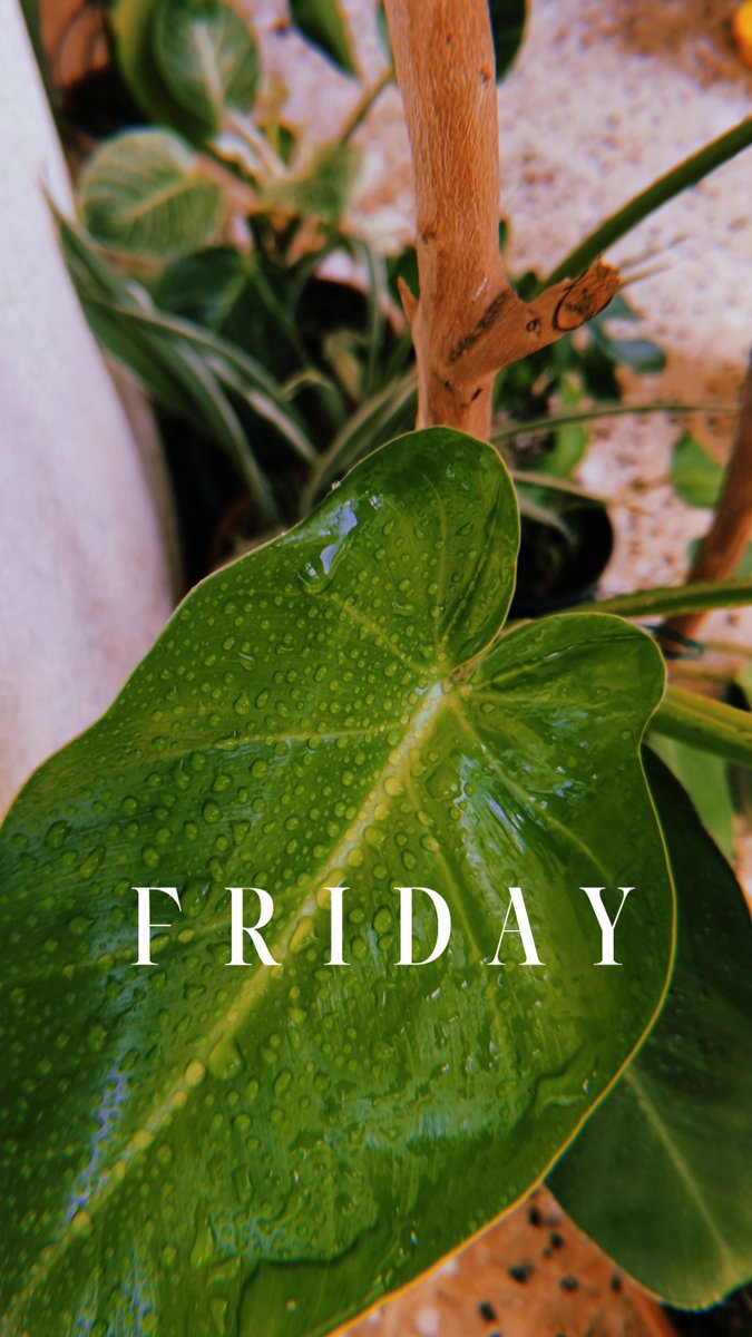 Ziad_Alhemdi's tweet photo. F R I D A Y 🍅🌸 https://t.co/juUgBcwA7Z