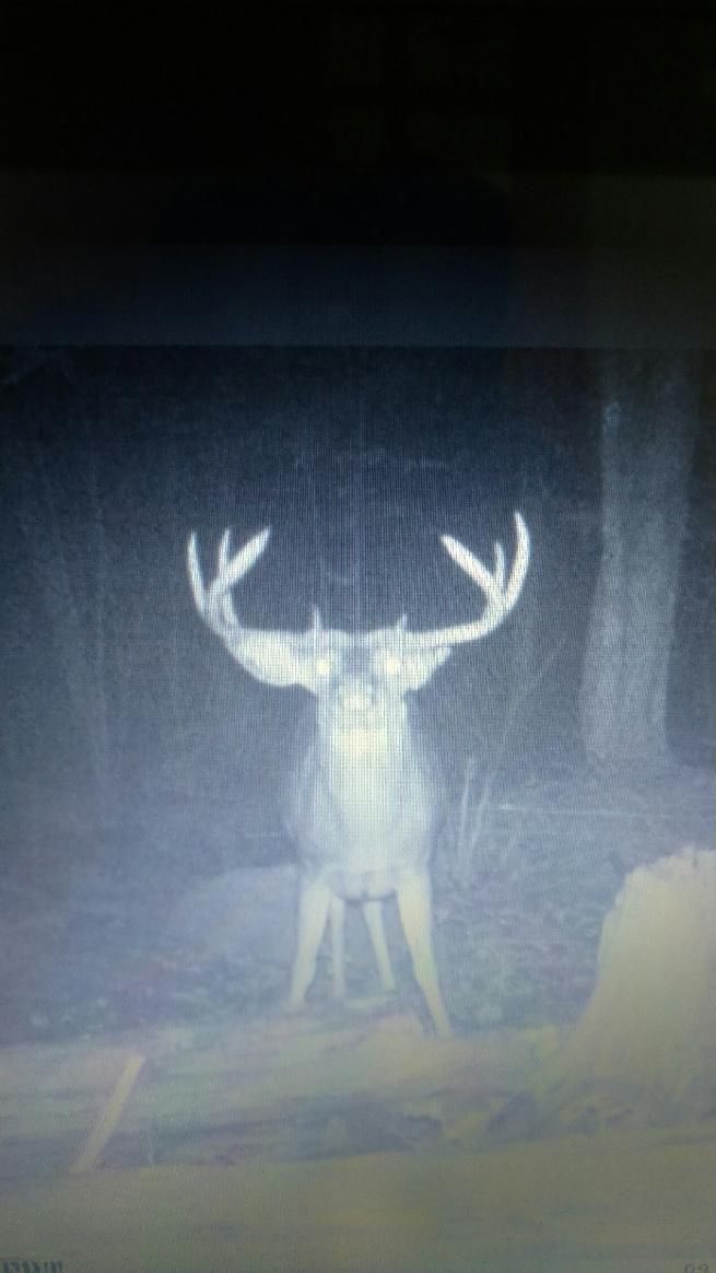 bigpopee's tweet photo. @deerhuntingmag @CuddebackTweets https://t.co/M2wB9q2YMw