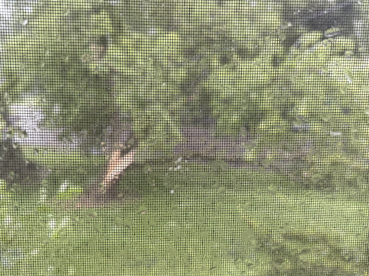 DavidS_WX's tweet photo. @tomwachstv Tree Damage in Bloomfield and Lake Como, Wi https://t.co/767gEDT0qy