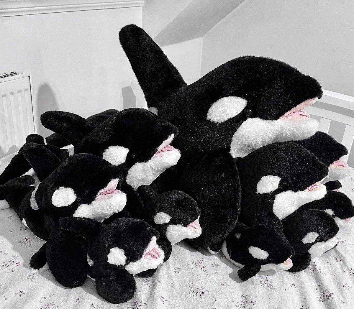 residentorca's tweet photo. orca plushies ౨ৎ https://t.co/Oc4iMZGyd8