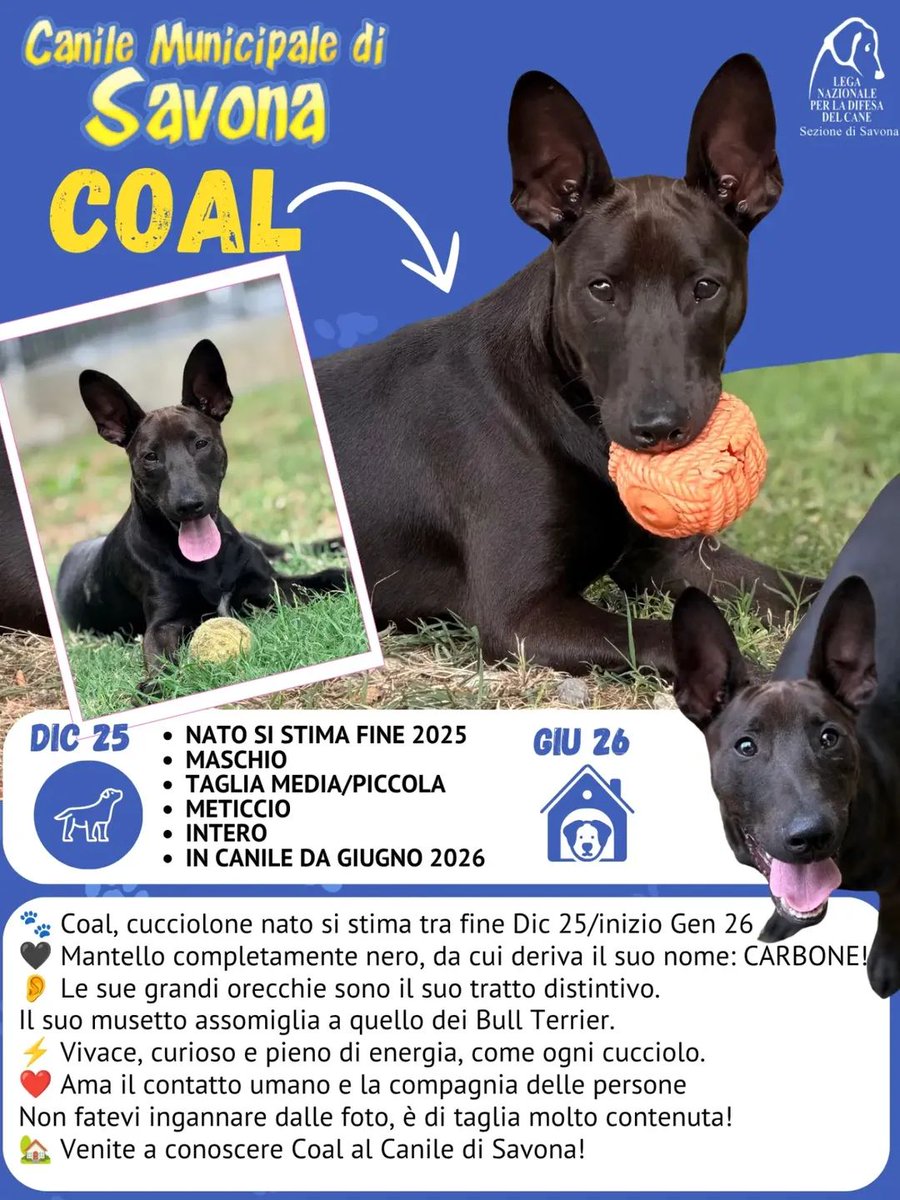 tiziana_55's tweet photo. ๐พ๐ถI nostri ospiti in cerca di casa.๐พ๐ถ
COAL,
Canile di Savona โ via Massa 11R
๐ 019 264716 (8.30-11.30)
๐ฑ 327 5892908 / 380 1935198
๐ง caniledisavona@libero.it https://t.co/VVIXOdBkH9