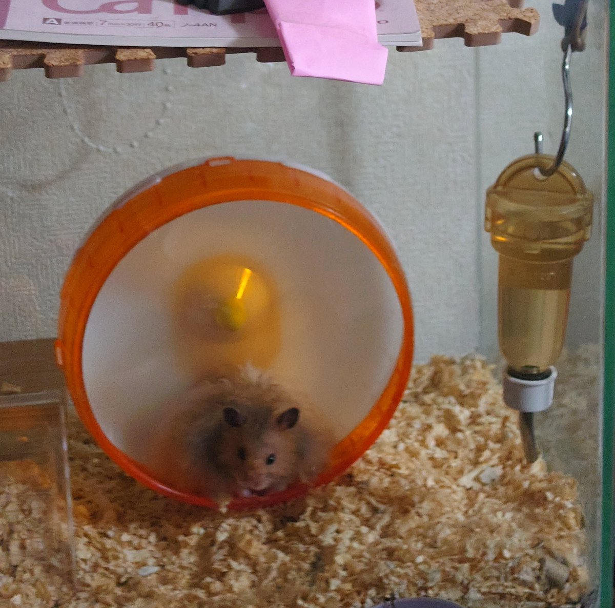 C_fluminea's tweet photo. これは、暗くなったので愚鈍な人間が滅んだと思って姿を現した愚かなネズミ
まさか人間がこんな時間に復活するとは思わなかった愚かなネズミ
かわいいハムスターですこと https://t.co/92S2US3dKI