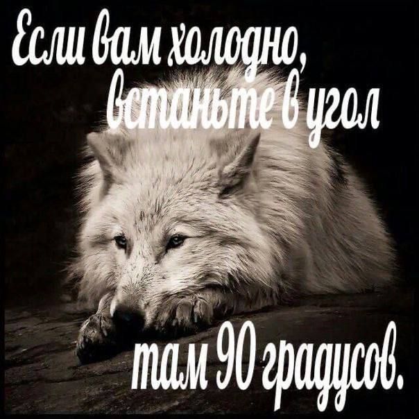 ✧ tweet media