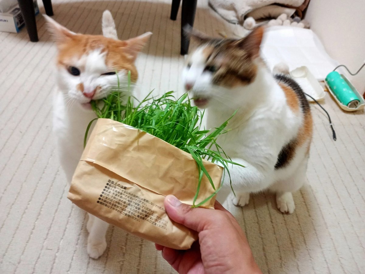 thirdmn's tweet photo. こんなんテンション上がっちゃう https://t.co/F1NGv20sFM