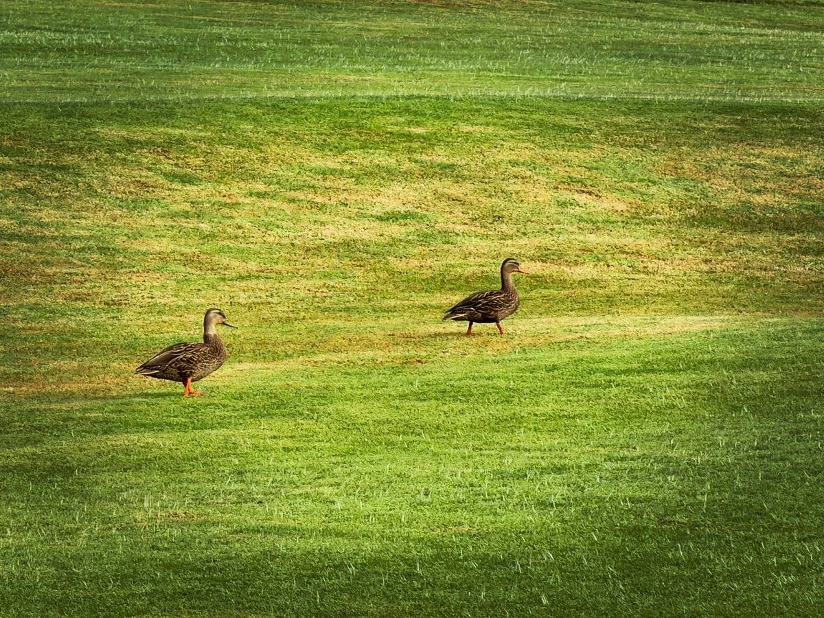 oscahp's tweet photo. 🦆 https://t.co/Arlor2RrJc