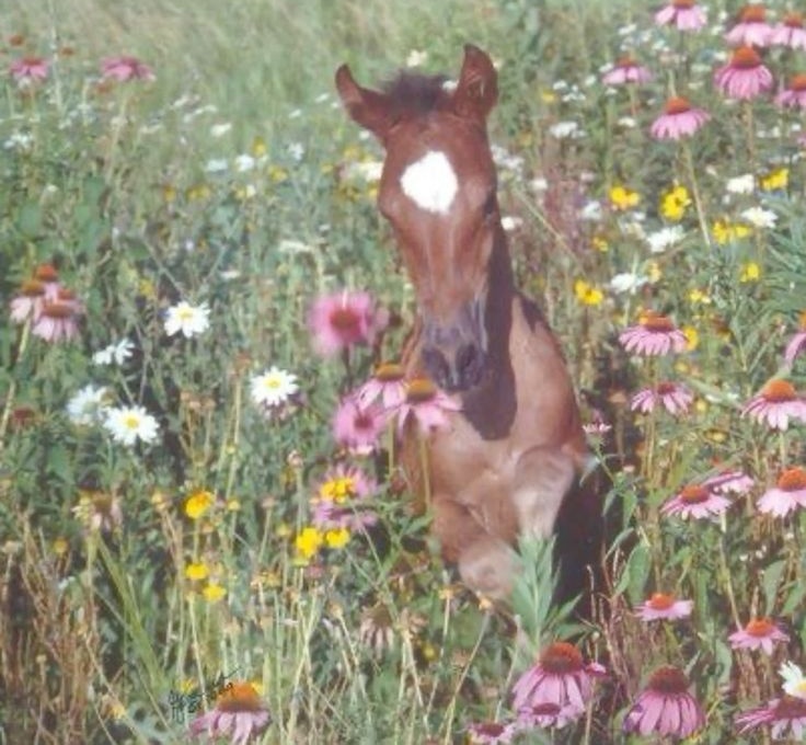 Bekashorses's tweet photo. Bek galloping in the flower fields 🌻🌹🌷 https://t.co/50mYRRGhYq