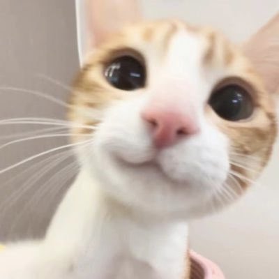 cats4solidarity's tweet photo. 😚🪷 https://t.co/7qmxQpV18e