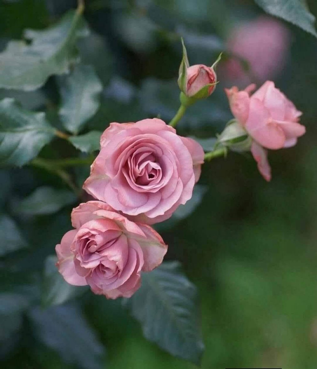 FlormiraMM's tweet photo. @mayemusk Greetings with my best wishes.
💐💕 https://t.co/qIFfVTAfDt