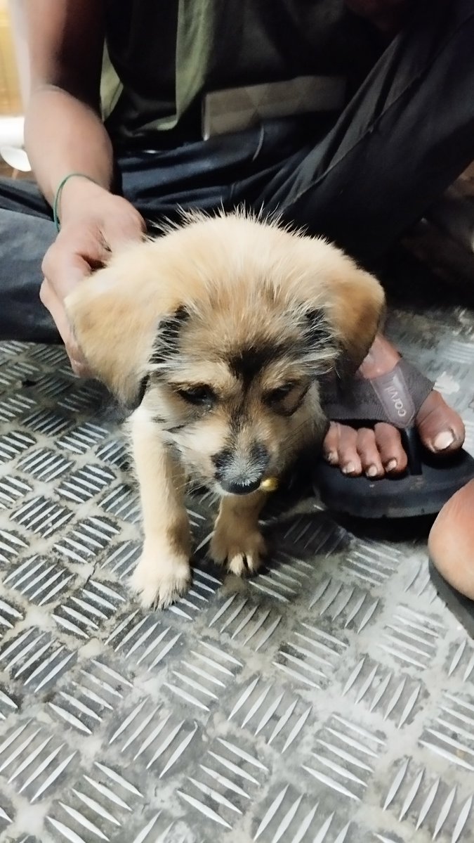 callmecitra1's tweet photo. @unegrakyatindo Ini jam 8an malam ini di JPO Tegalan. Posisi mereka di tangga. Tadi siang pas lewat mereka ga ada. Kata kakaknya Ibunya Chiko meninggal ketabrak, jadi dia yg rawat Chiko (2m). https://t.co/UM26hAmwjU