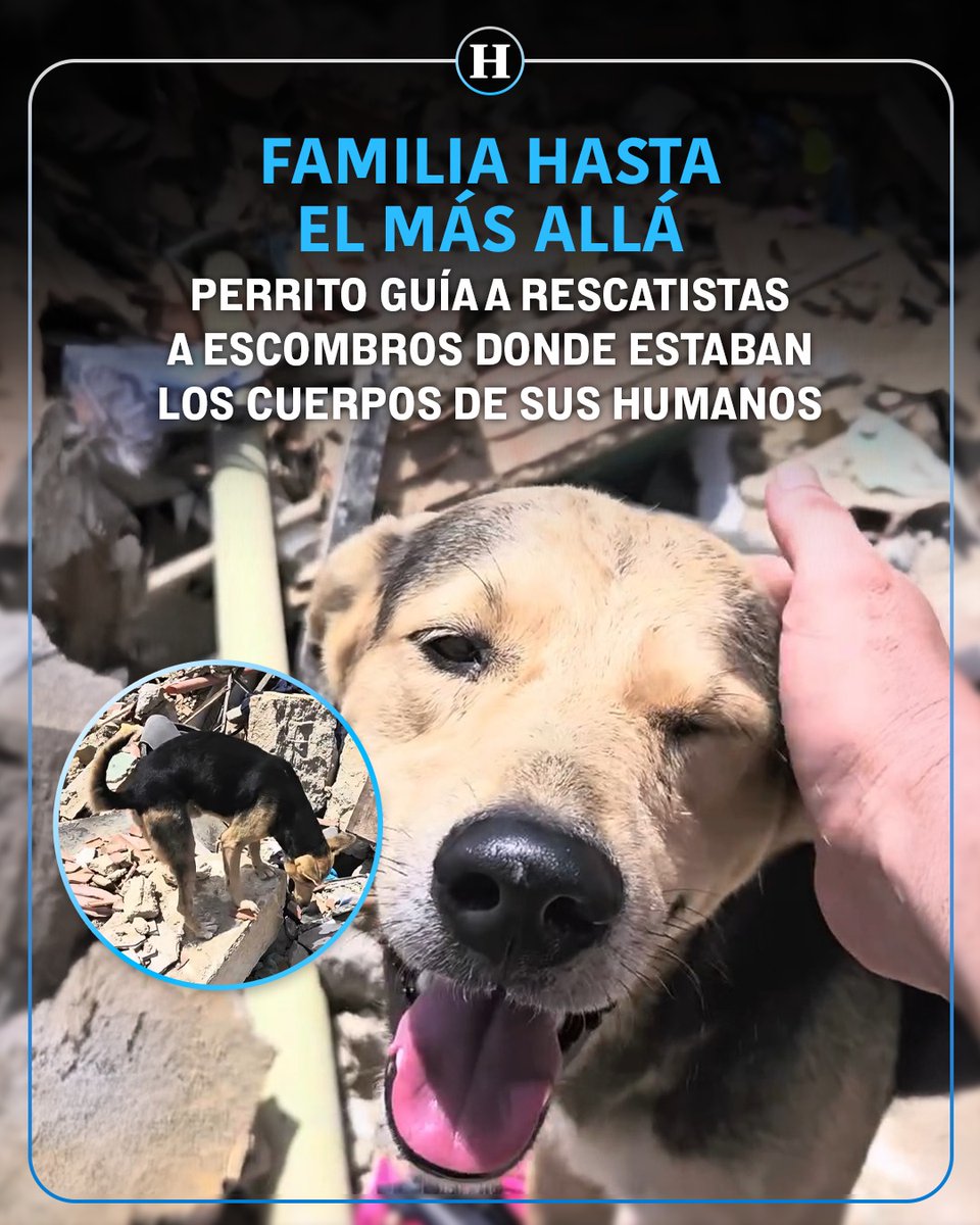 heraldodemexico's tweet photo. #TRISTE | Ayudó en el rescate de su familia, aunque ya no estuvieran con vida 💔🐶🇻🇪
En #Venezuela, la historia de este perrito se ha hecho viral, pues fue rescatado atrapado entre los restos de una estructura y fue trasladado para recibir atención médica. Sin embargo, después de ser atendido, regresó al mismo punto donde había sido localizado. ���

Al volver a la zona del derrumbe, el lomito comenzó a mostrar un comportamiento insistente y entre lamentos, señala un lugar específico, donde tras excavar serían localizados los cuerpos de su familia.🕊

"Decidimos cavar en esa zona y encontramos a su familia bajo los escombros, lamentablemente sin vida todos. Hoy está con los familiares a los que les entregamos los cuerpos."  😔

https://t.co/cjvxWSjoLC