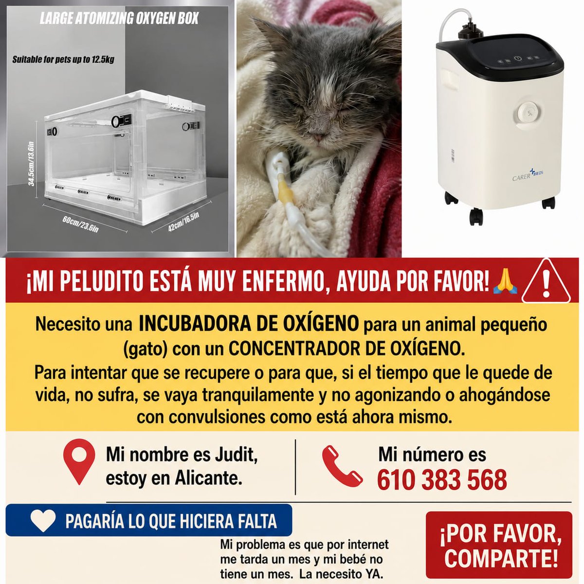 AcofalX's tweet photo. URGENTE EL GATETE ESTÁ  ENFERMO Y  NECESITA UNA INCUBADORA DE OXÍGENO. ESTÁ  EN ALICANTE https://t.co/5gTpnz5691