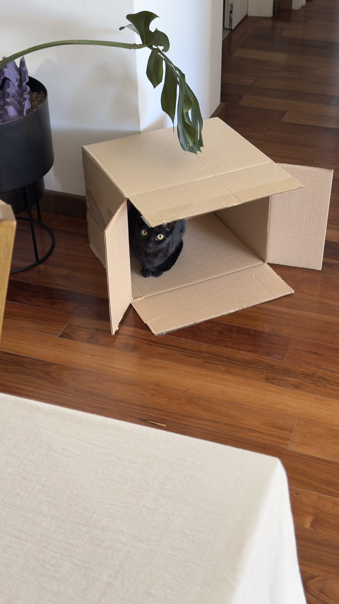 a___fi0's tweet photo. Mi novio deja una caja para la gata https://t.co/gWtmIswlyv
