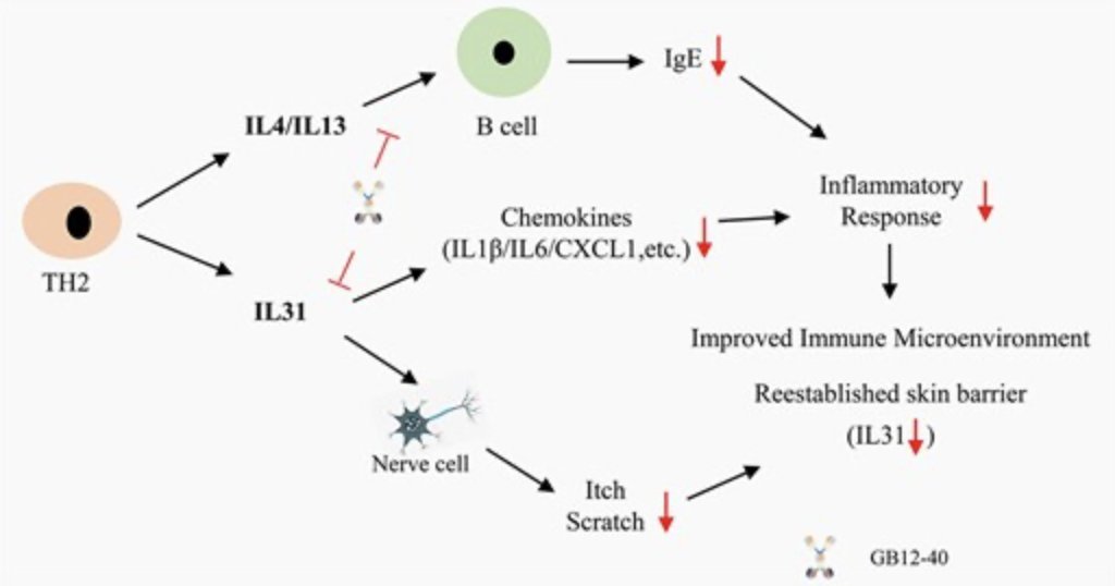 AntibodyT's tweet photo. Antibody Therapeutics (IF=4.8, Oxford University Press) ⚡ Research Highlight -GB12-09, a bispecific antibody targeting IL4Rα and IL31Rα for atopic dermatitis therapy.
https://t.co/QmzSQbVTF1
#bispecificantibodies #bsab #bsabs #atopicdermatitis #th2cytokines #il4rα #il31rα https://t.co/C8abudrao6