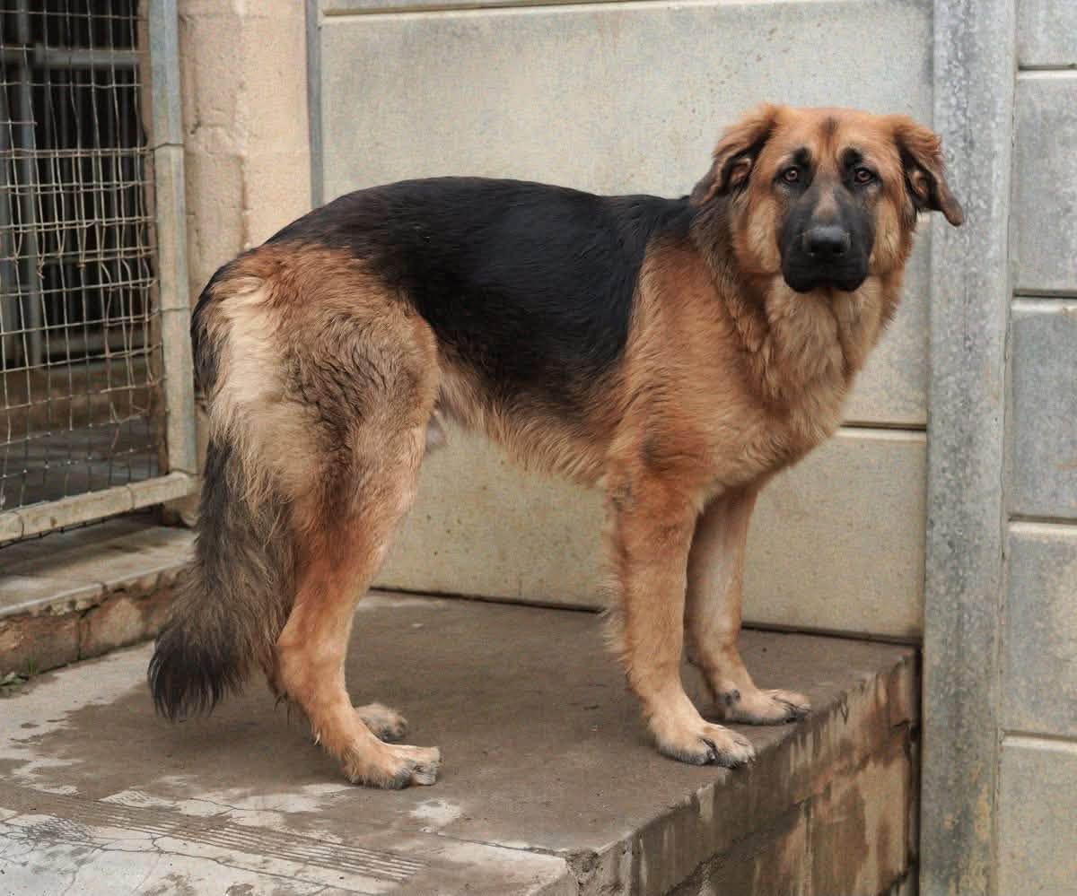 Zamalek2179945's tweet photo. Its not my place to judge why people surrender their pets but fuck....I just lost my boy to death ....I would never be able to get another one because I don't stand a chance through the stringent adoption process with my circumstances. Help them! https://t.co/0leNM5kk5w
