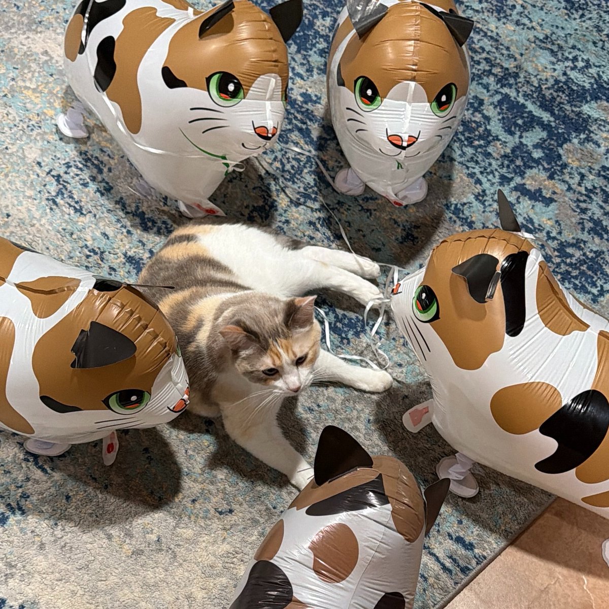 fatfatpankocat's tweet photo. They’re doing this to me at work tomorrow https://t.co/KyF3aloCzZ