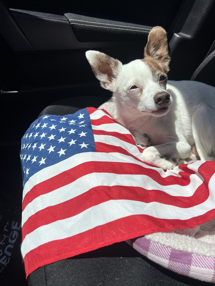 NorCalNiche's tweet photo. Pup is ready #4thofjuly #America #USA https://t.co/A7eRLhkVyW