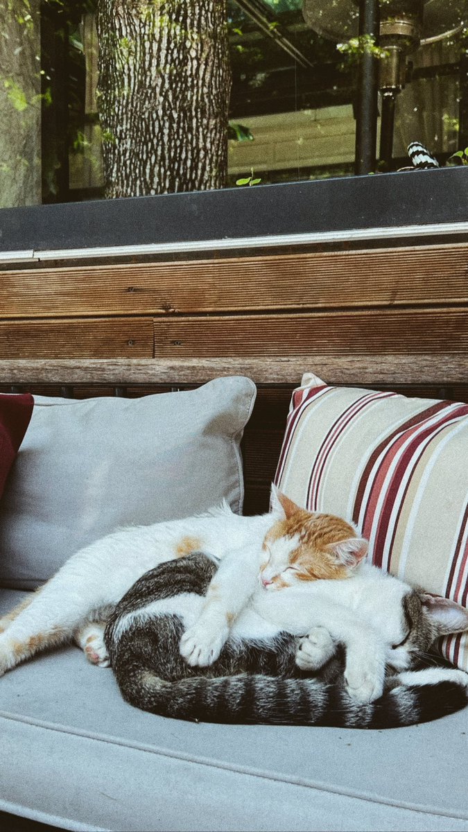 fatmaavcii's tweet photo. Sarılmanın en güzel hali. 🐾 https://t.co/ugfJQhsObM