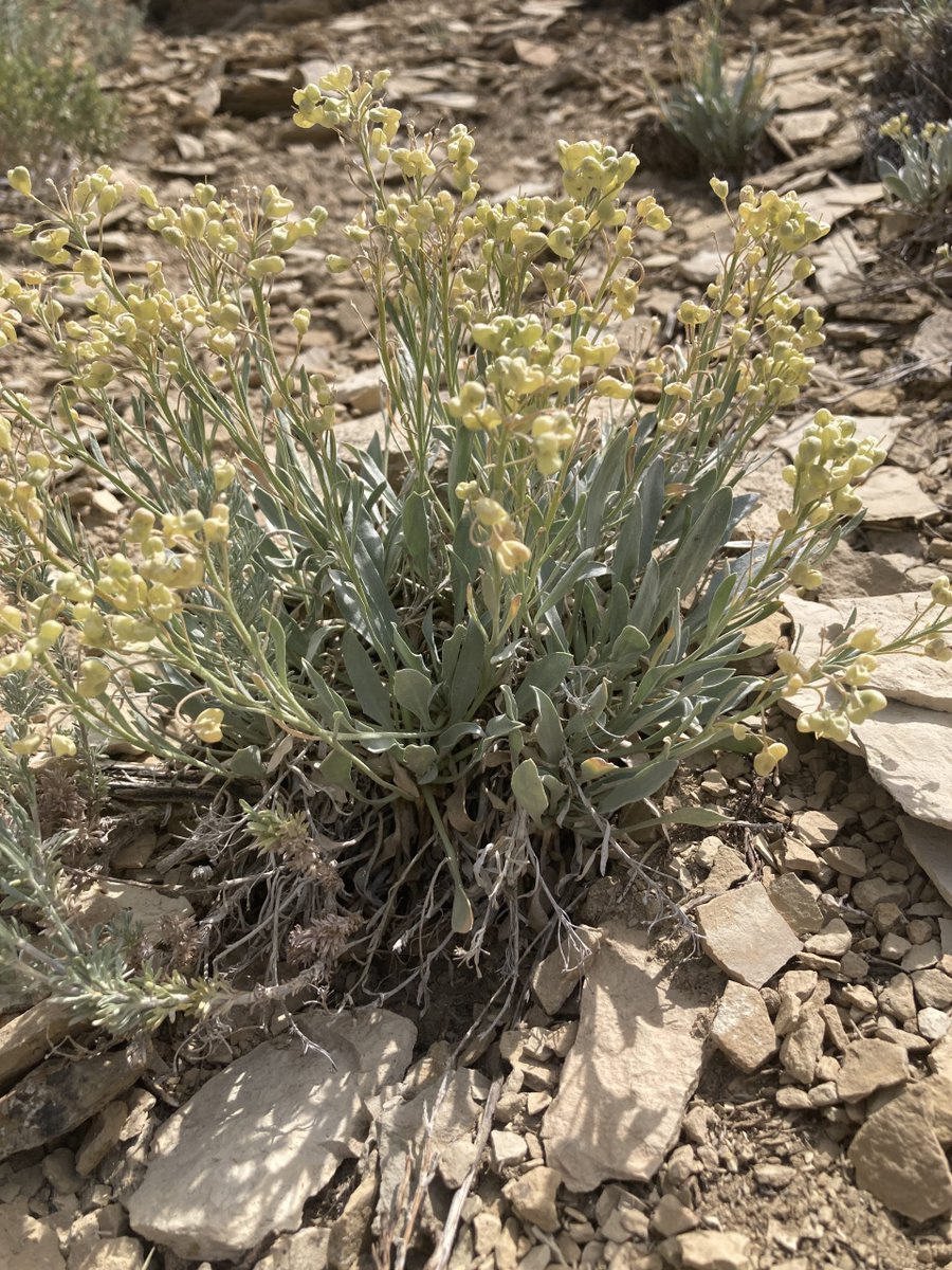 CPCplants's tweet photo. #RarePlantoftheWeek: Piceance twinpod (Physaria obcordata) is a narrow endemic of the oil shale barrens in the Piceance Basin of northwestern Colorado. Learn orthodox seed banking protocols in CPC's Rare Plant Academy. 🔗 Enroll for free: https://t.co/rRL1bocJON
#SavePlants https://t.co/EBbFQQ7Xii