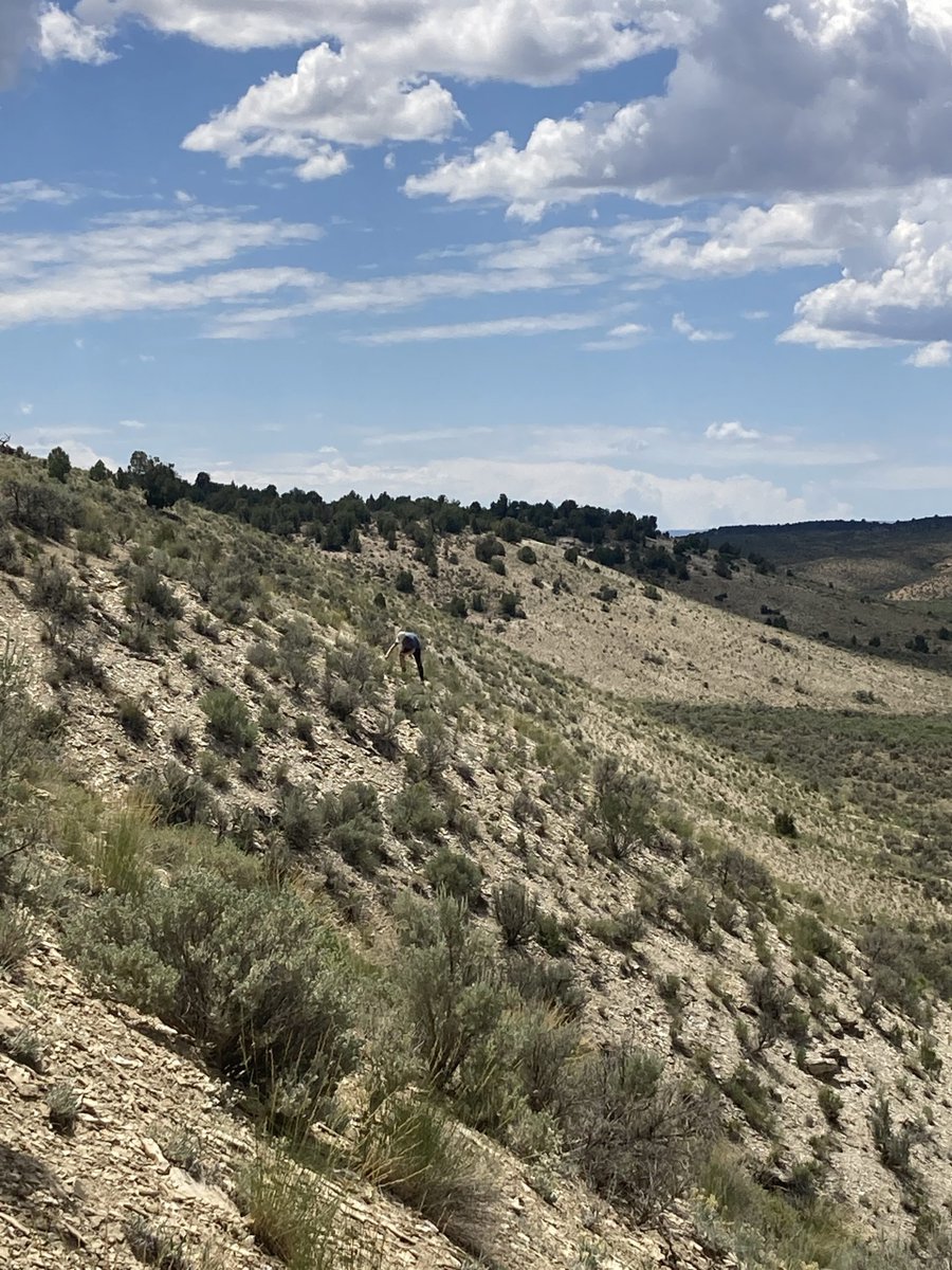 CPCplants's tweet photo. #RarePlantoftheWeek: Piceance twinpod (Physaria obcordata) is a narrow endemic of the oil shale barrens in the Piceance Basin of northwestern Colorado. Learn orthodox seed banking protocols in CPC's Rare Plant Academy. 🔗 Enroll for free: https://t.co/rRL1bocJON
#SavePlants https://t.co/EBbFQQ7Xii