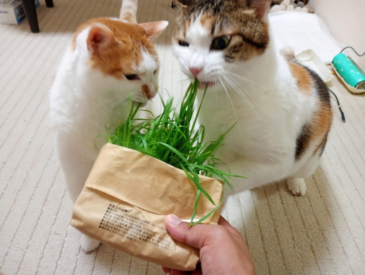 Motritch's tweet photo. 七夕〜
時期が合ってきたね
こないだまでクリスマスやお正月やったのに https://t.co/cjoNhxQ5kH
