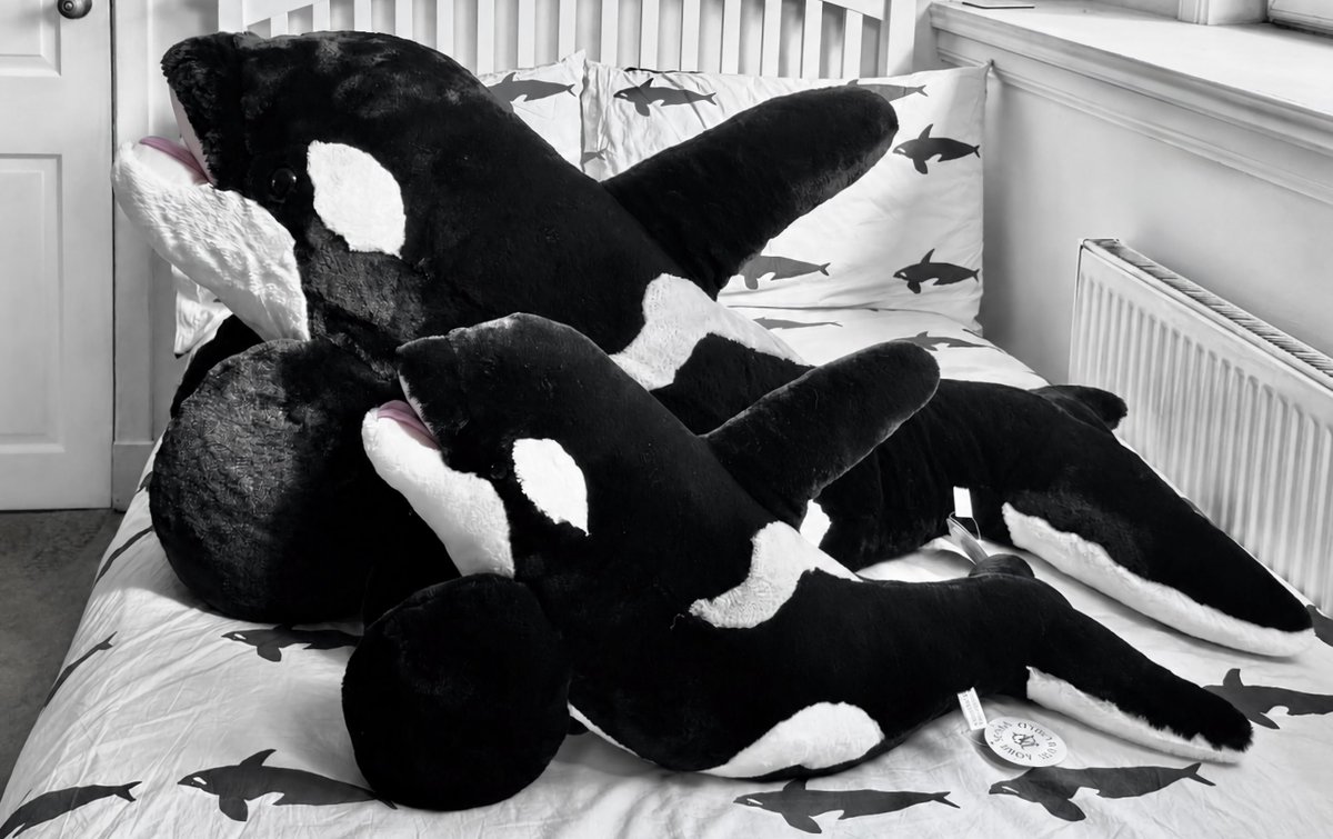 residentorca's tweet photo. giant orca plush ౨ৎ https://t.co/QcmUrfqdio