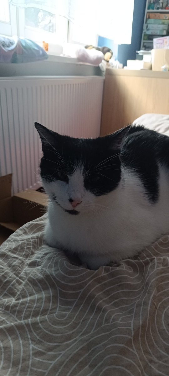 Zuzorek's tweet photo. @lena_wruzka2 Jaki śliczny, jak mój 🥰 https://t.co/g2SFUTtidJ