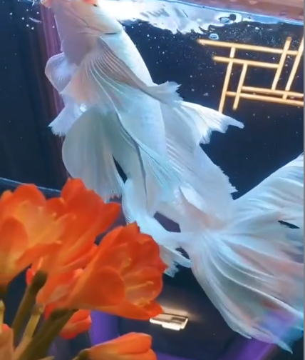 Allys_deRose's tweet photo. Vtuber vs Species💫💗✨ https://t.co/GBFjuN0pjA